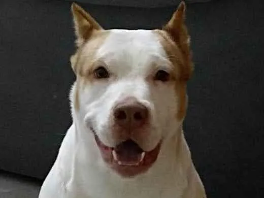 Cachorro ra a Pit-Bull idade 1 ano nome bred