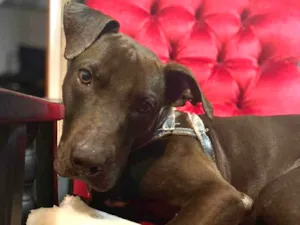 Cachorro raça SRD-ViraLata  idade 1 ano nome Gilda 