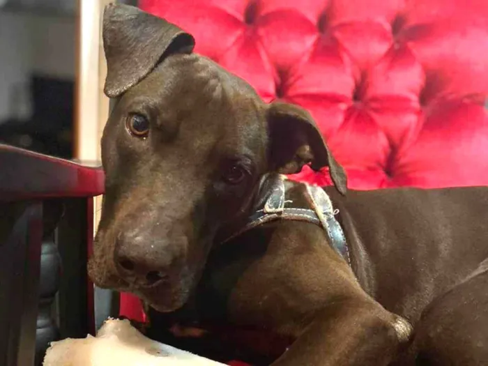 Cachorro ra a SRD-ViraLata  idade 1 ano nome Gilda 