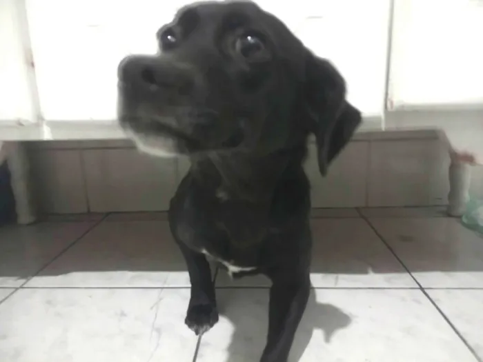 Cachorro ra a SRD-ViraLata idade 7 a 11 meses nome Jully