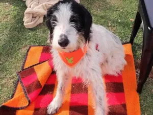 Cachorro raça SRD-ViraLata idade 1 ano nome Rania 