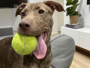 Cachorro raça SRD-ViraLata idade 1 ano nome Julieta