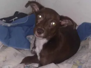 Cachorro raça Indefinido idade 2 a 6 meses nome N tem nome