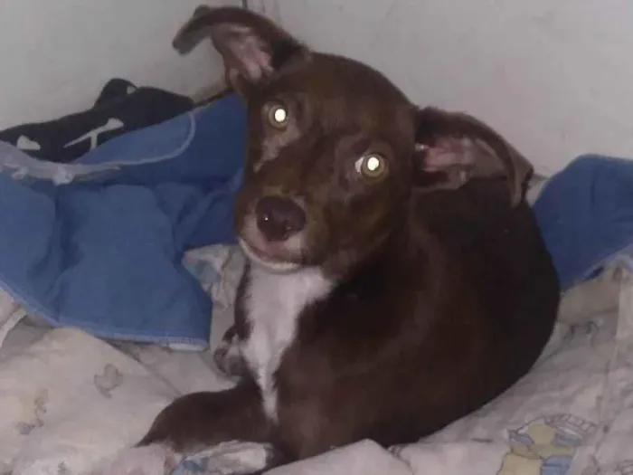 Cachorro ra a Indefinido idade 2 a 6 meses nome N tem nome