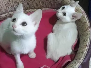 Gato raça SRD-ViraLata idade 2 a 6 meses nome ROMEU E JULIETA