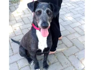 Cachorro raça Sem raça definida  idade 1 ano nome Luna
