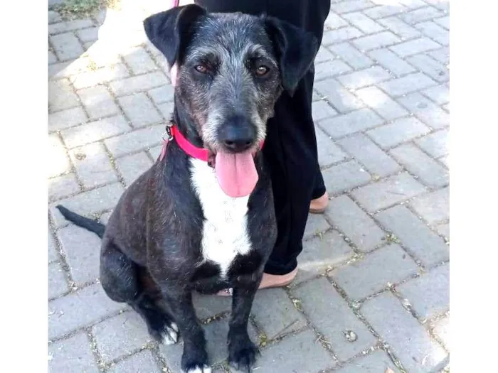 Cachorro ra a Sem raça definida  idade 1 ano nome Luna