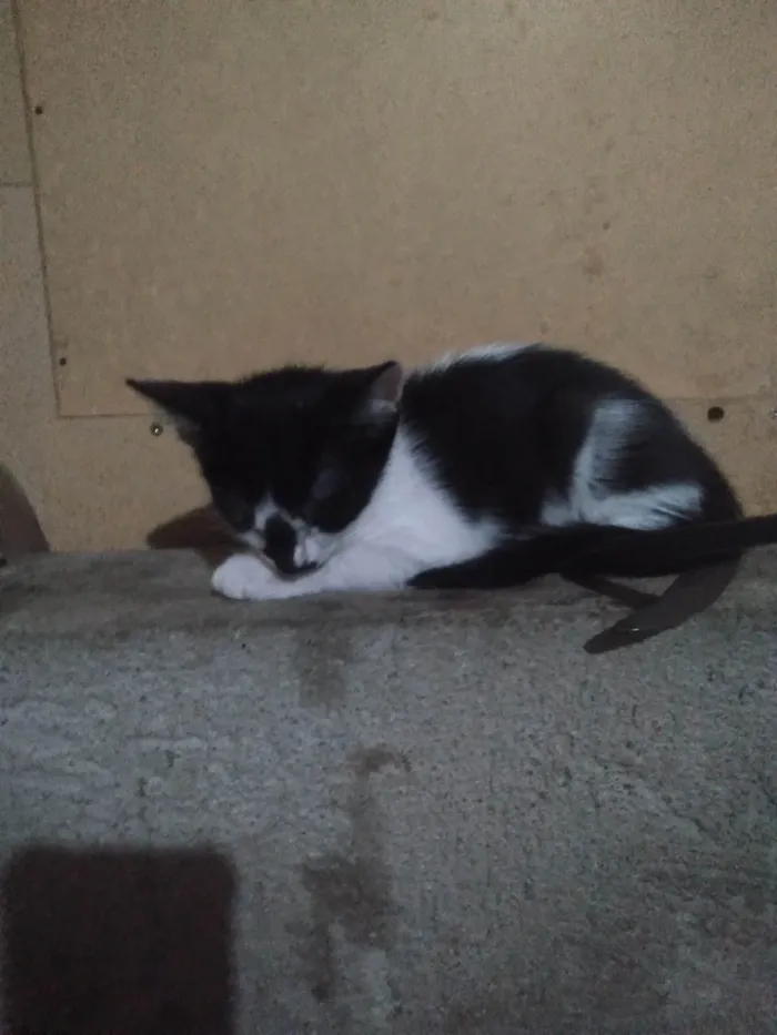 Gato ra a  idade 2 a 6 meses nome Não tenho ainda 