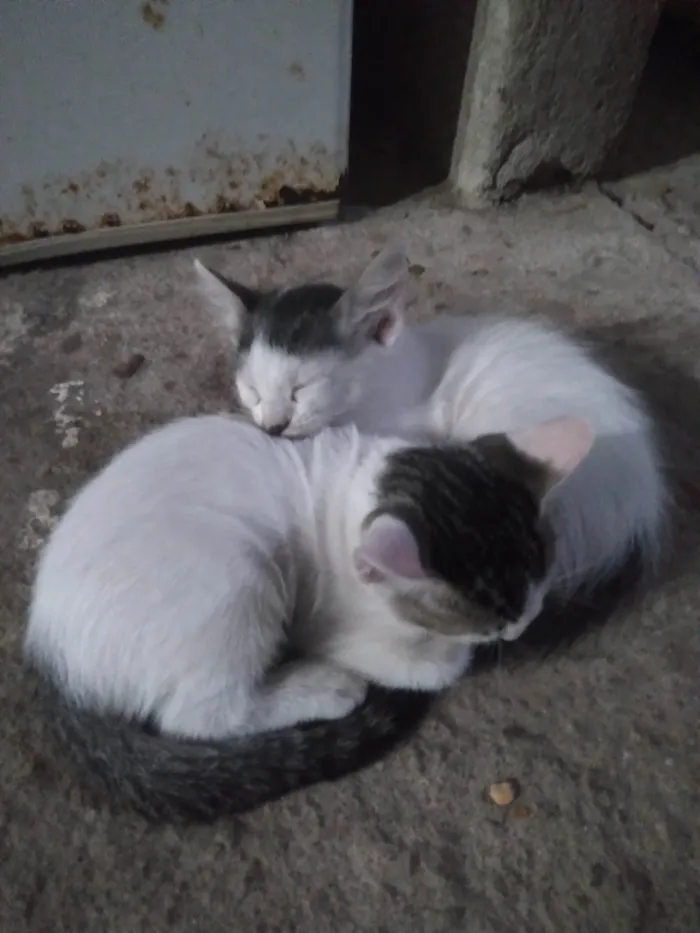 Gato ra a  idade 2 a 6 meses nome Não tenho ainda 