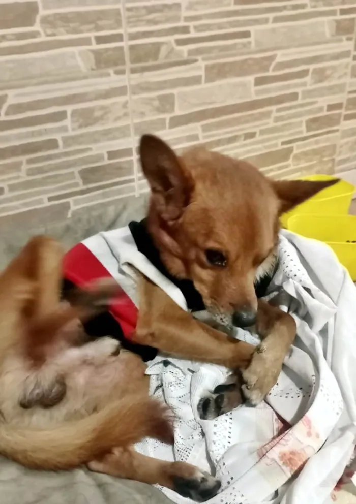 Cachorro ra a SRD-ViraLata idade 1 ano nome Raposinho