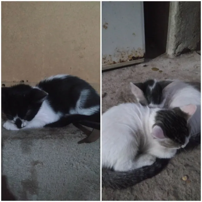 Gato ra a  idade 2 a 6 meses nome Não tenho ainda 