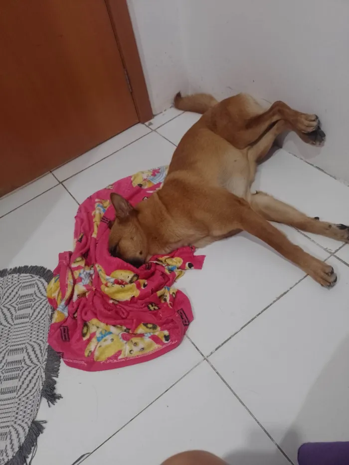 Cachorro ra a Pastor Alemão  idade 7 a 11 meses nome Pandora 