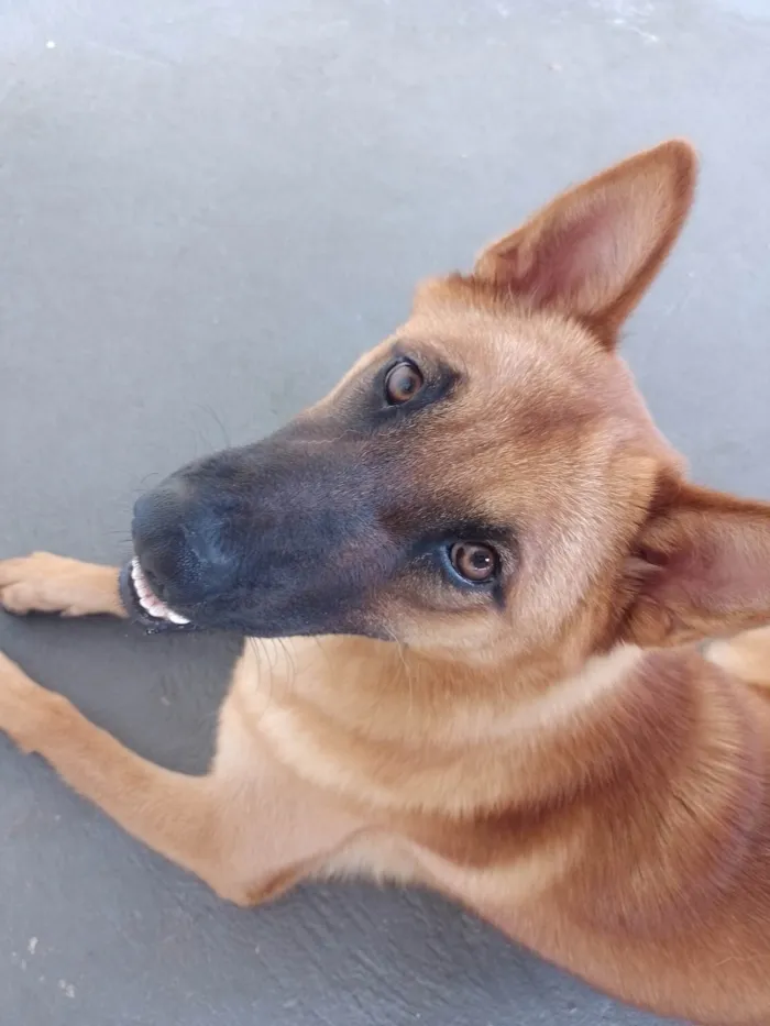 Cachorro ra a Pastor Alemão  idade 7 a 11 meses nome Pandora 