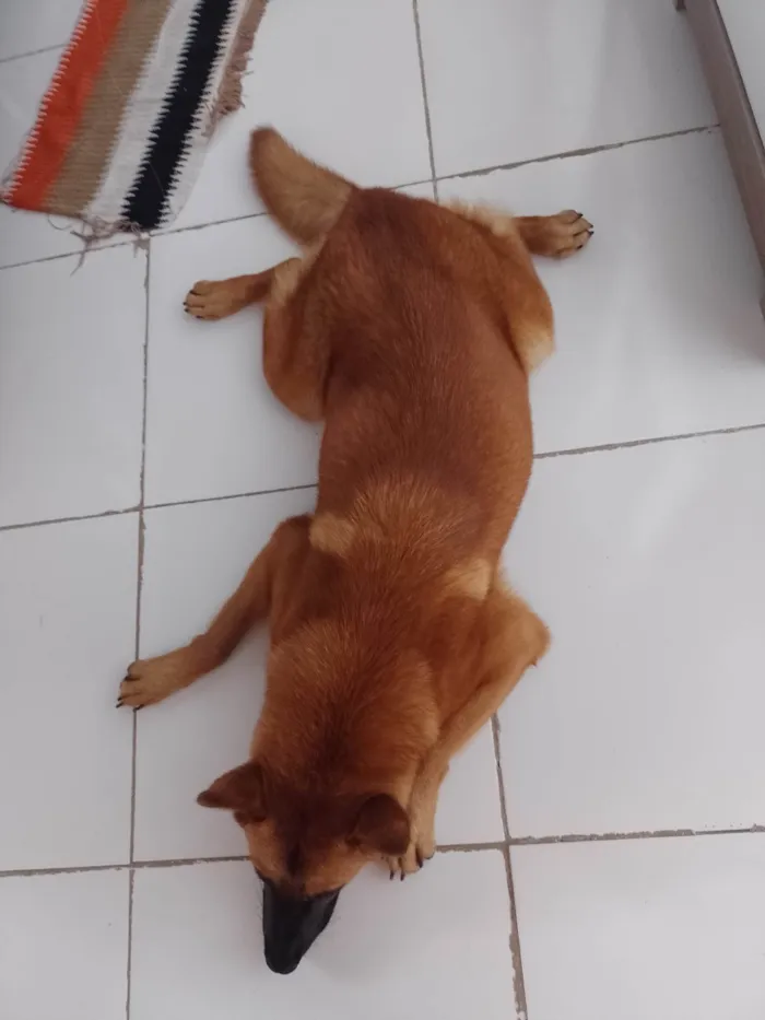 Cachorro ra a Pastor Alemão  idade 7 a 11 meses nome Pandora 