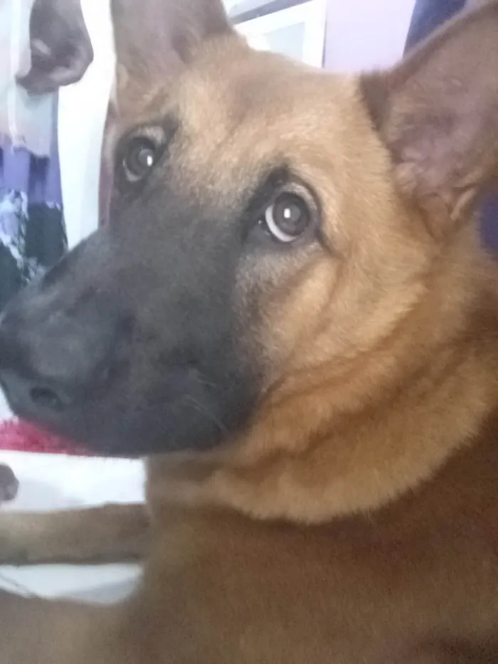 Cachorro ra a Pastor Alemão  idade 7 a 11 meses nome Pandora 