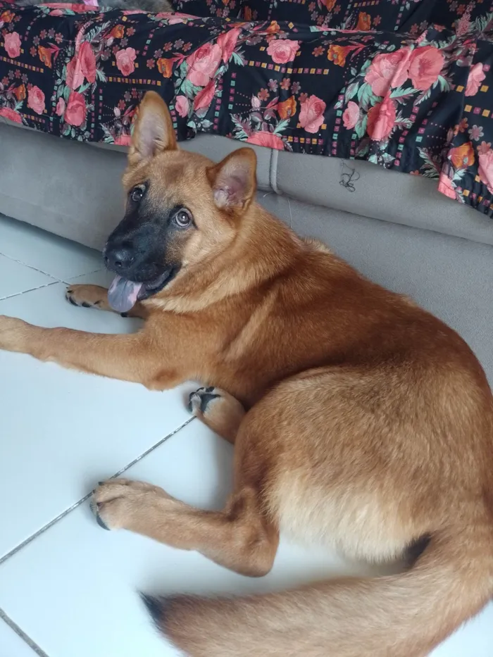 Cachorro ra a Pastor Alemão  idade 7 a 11 meses nome Pandora 