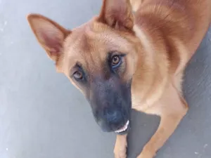 Cachorro raça Pastor Alemão  idade 7 a 11 meses nome Pandora 