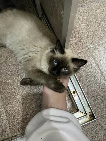 Gato ra a Siamês idade 1 ano nome Cristal