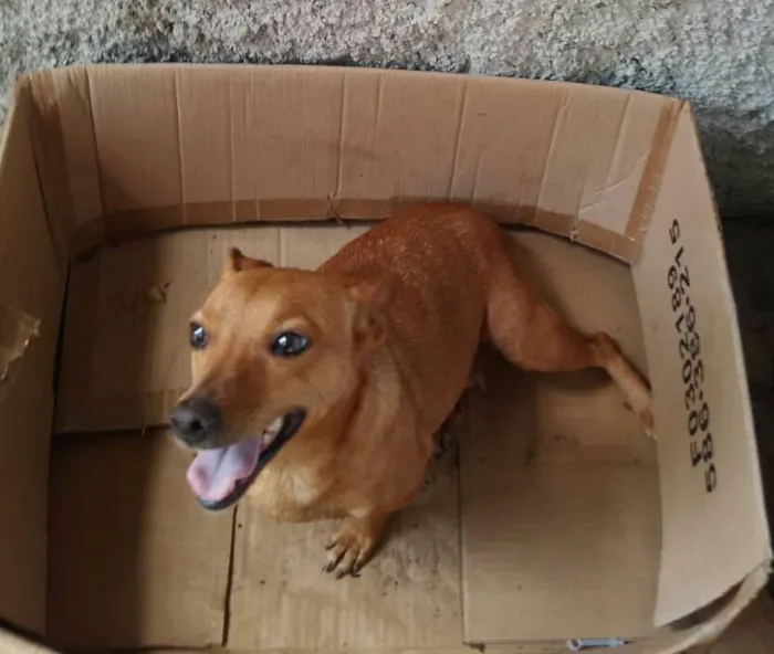 Cachorro ra a Meg idade 2 anos nome Meg