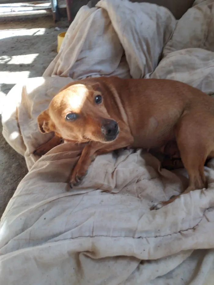 Cachorro ra a Meg idade 2 anos nome Meg