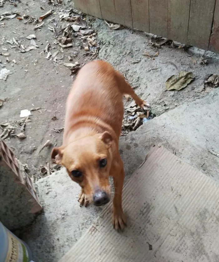 Cachorro ra a Meg idade 2 anos nome Meg