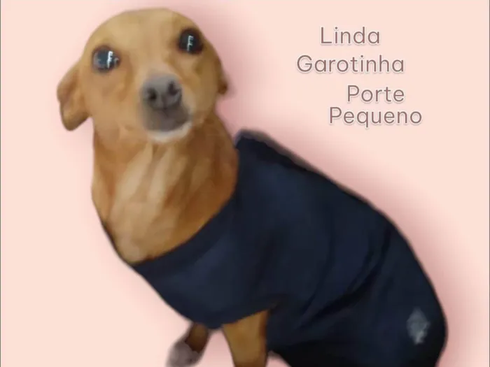 Cachorro ra a Meg idade 2 anos nome Meg
