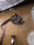 Pandora
