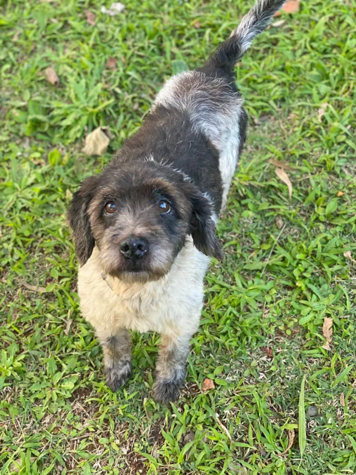 Cachorro ra a  idade 4 anos nome Bob