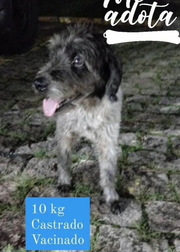 Cachorro ra a  idade 4 anos nome Bob