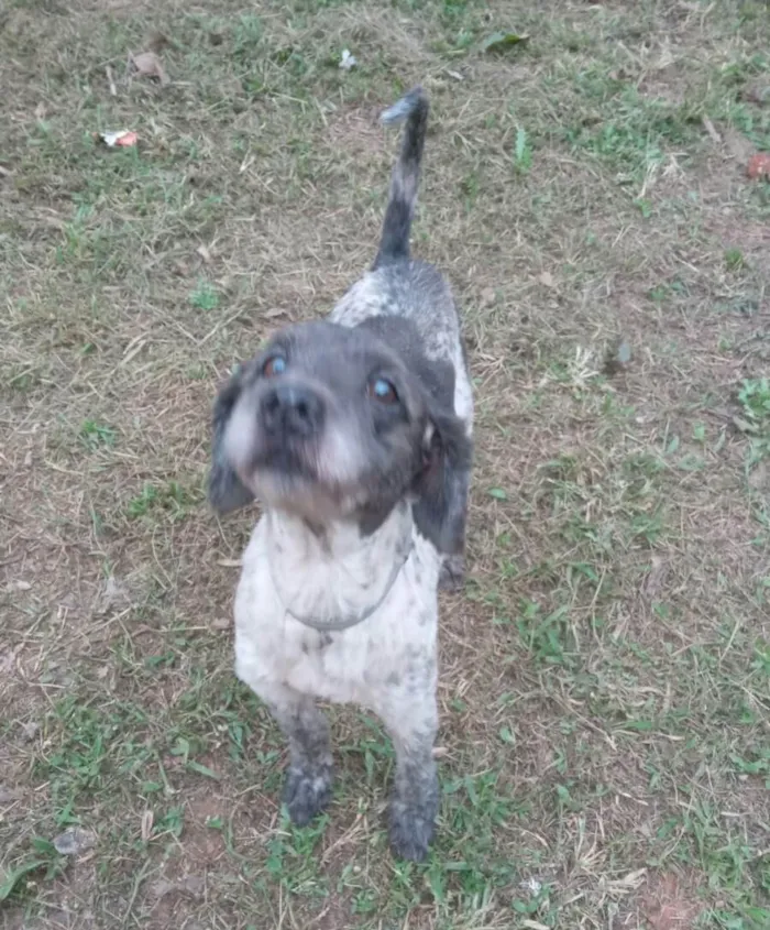 Cachorro ra a  idade 4 anos nome Bob
