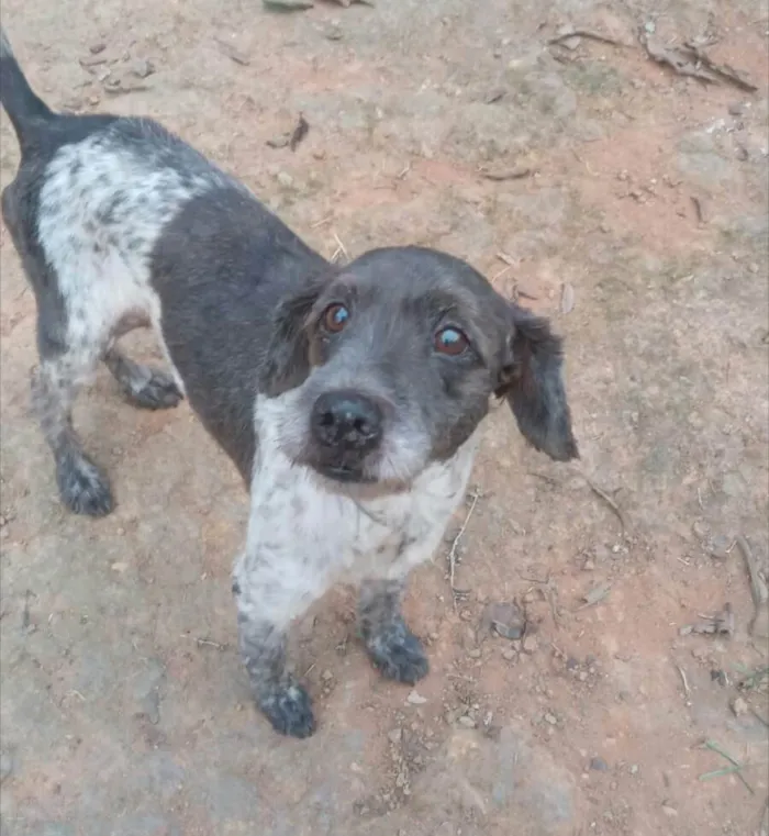 Cachorro ra a  idade 4 anos nome Bob