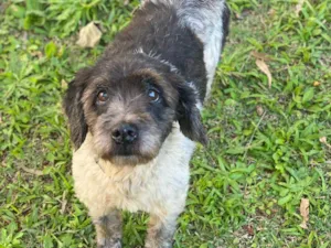Cachorro raça  idade 4 anos nome Bob