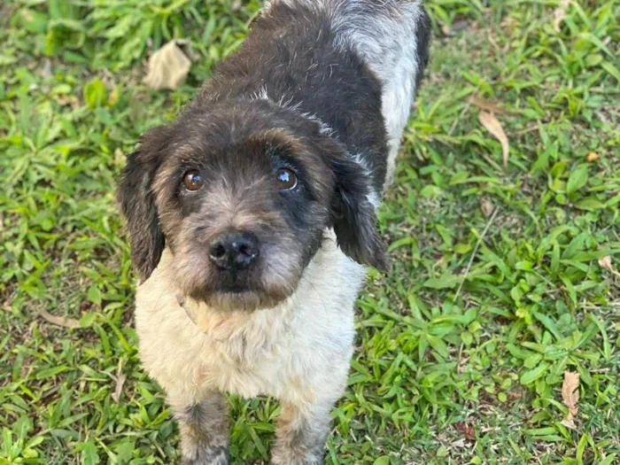 Cachorro ra a  idade 4 anos nome Bob