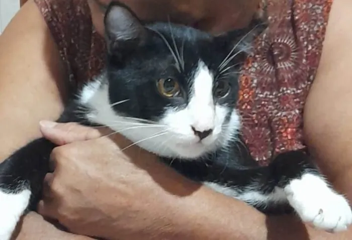 Gato ra a  idade 1 ano nome NENÉM