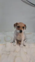 Menina