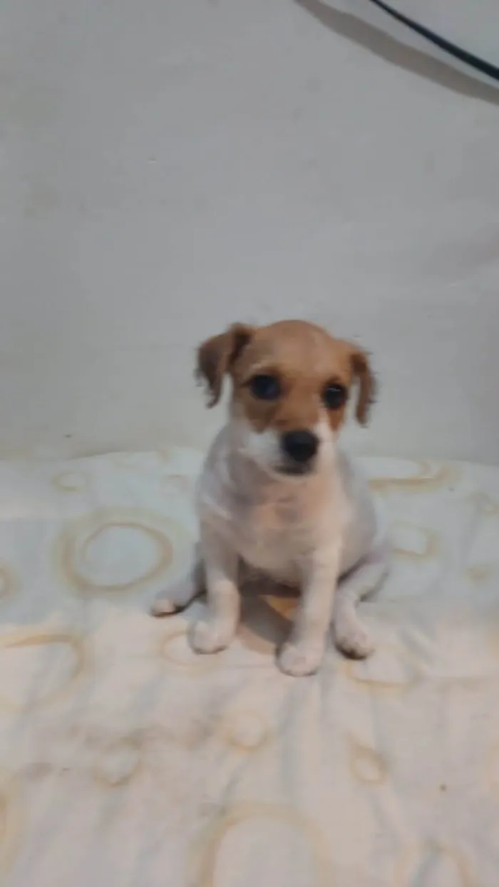 Cachorro ra a SRD-ViraLata idade Abaixo de 2 meses nome Menina