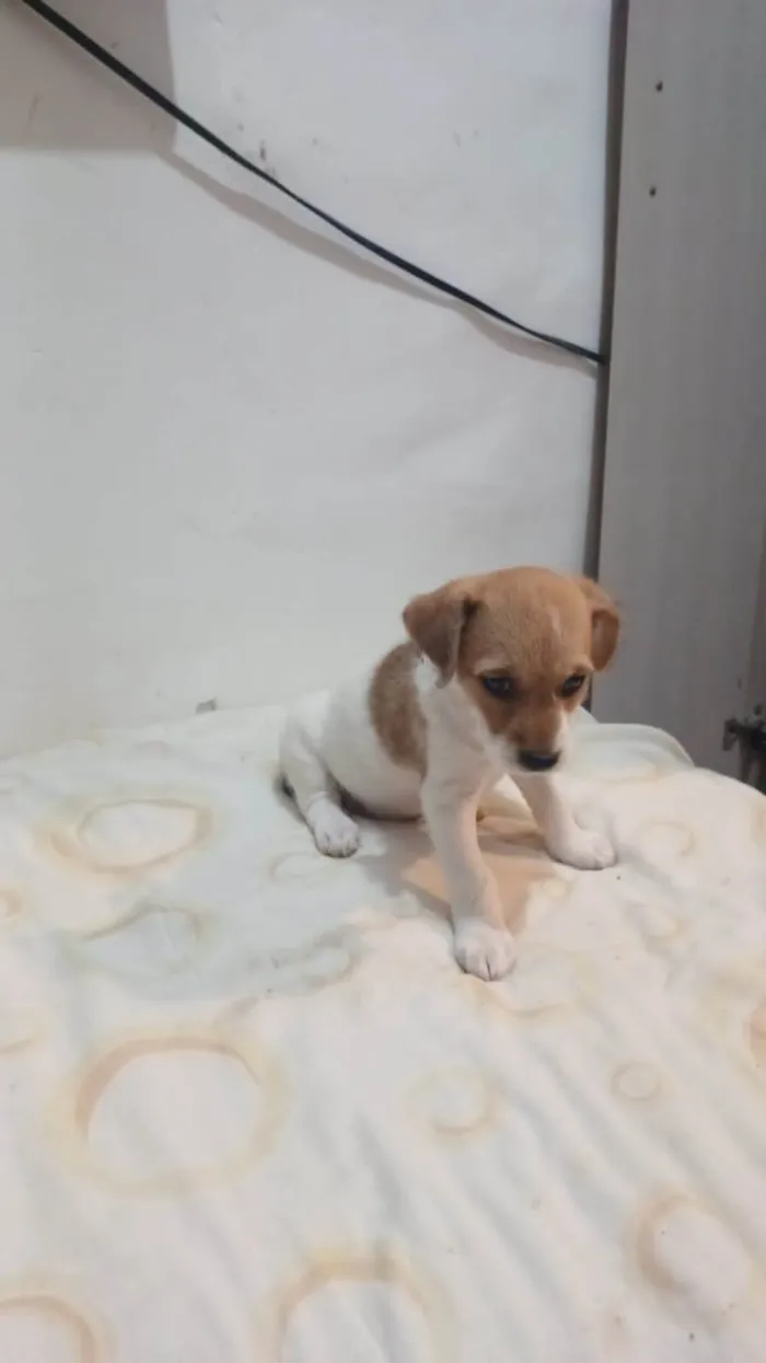Cachorro ra a SRD-ViraLata idade Abaixo de 2 meses nome Menina
