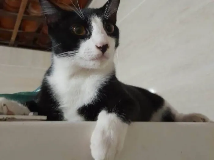 Gato ra a  idade 1 ano nome NENÉM