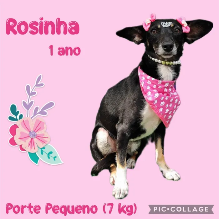 Cachorro ra a  idade 1 ano nome Rosinha