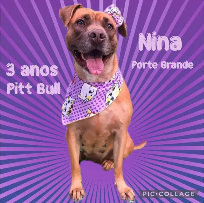 Cachorro ra a Pitt bull idade 3 anos nome Nina