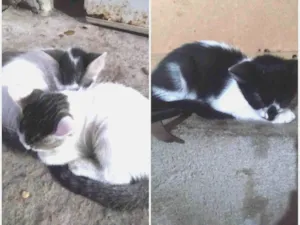 Gato raça  idade 2 a 6 meses nome Não tenho ainda 
