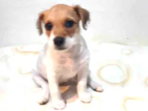 Cachorro raça SRD-ViraLata idade Abaixo de 2 meses nome Menina