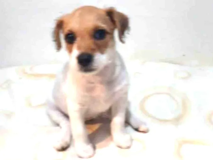 Cachorro ra a SRD-ViraLata idade Abaixo de 2 meses nome Menina