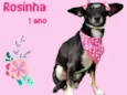 Rosinha