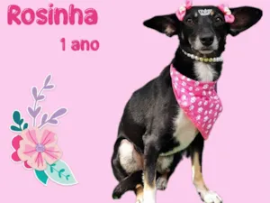 Cachorro raça  idade 1 ano nome Rosinha