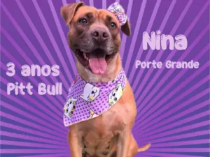 Cachorro raça Pitt bull idade 3 anos nome Nina