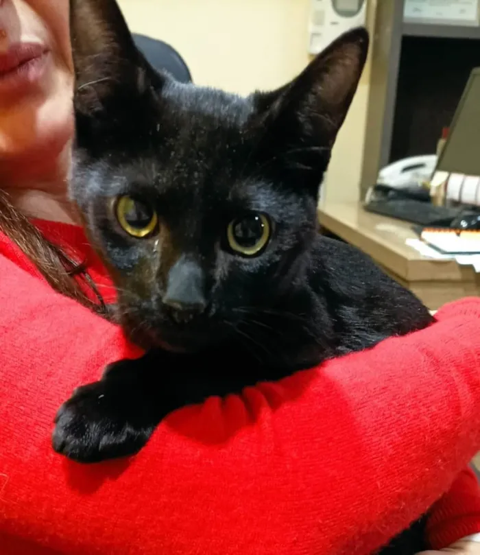 Gato ra a SRD-ViraLata idade 2 a 6 meses nome Joaquim 