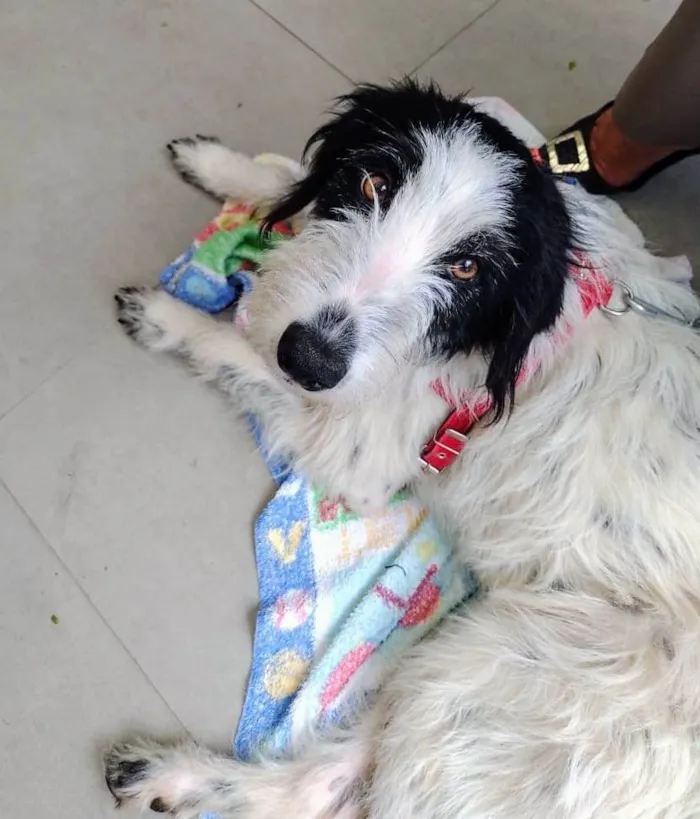 Cachorro ra a SRD-ViraLata idade 1 ano nome Rania 