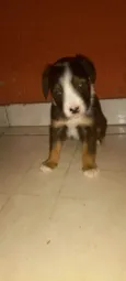 Peludo