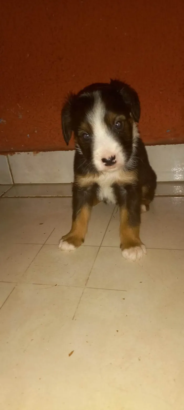 Cachorro ra a Vira-lata idade Abaixo de 2 meses nome Peludo